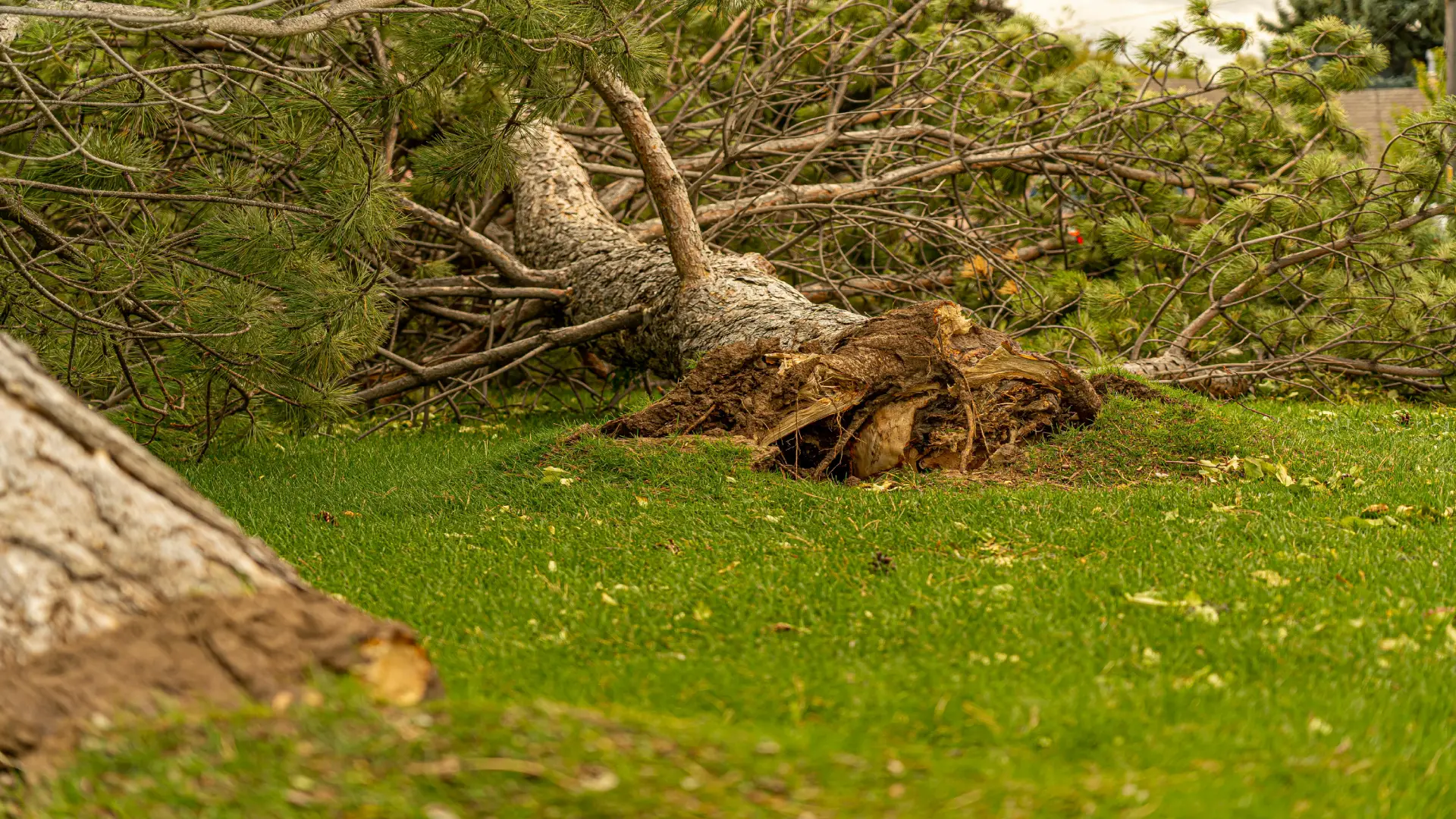 Schade, Storm,